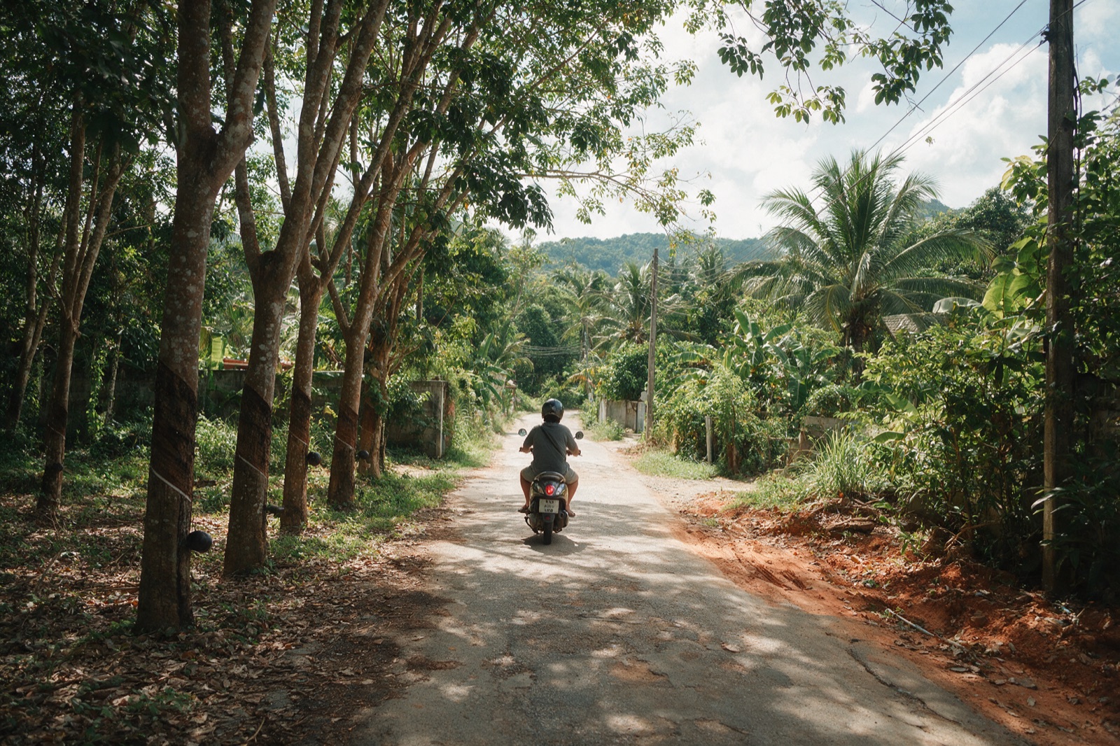 A rider on a scooter heading down a shaded lane lined with rubber trees in Phuket